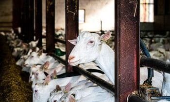 omwonenden geitenstal krijgen vaker longontsteking