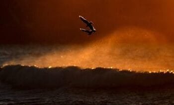 10 doden, onder wie een vermeende dader, bij Bondi Beach