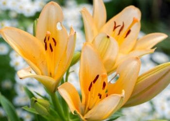 Say no to relaxed EU pesticide rules, campaigners tell ministers