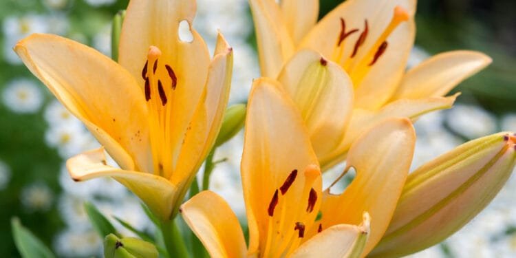 Say no to relaxed EU pesticide rules, campaigners tell ministers