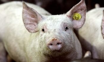 heeft Nederland iets te vrezen?