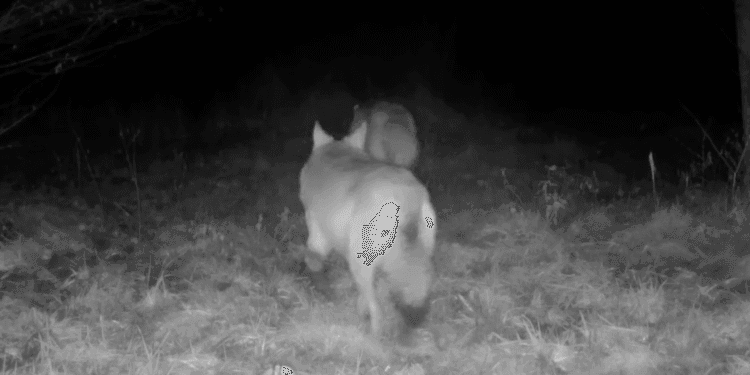 Wolf with tracker swims over rivers, travels 30 kilometres a day