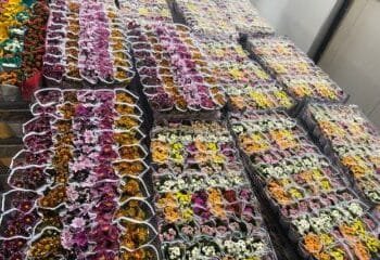 Flower and plant exports top €7 billion, tariffs hit US market