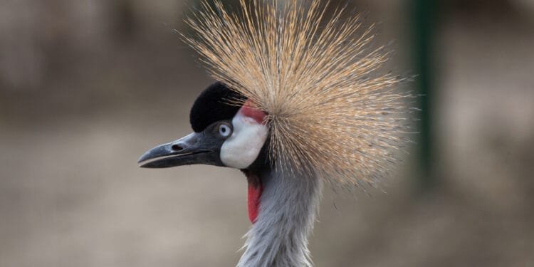 Crowned crane that mourned its mate is taken to bird refuge