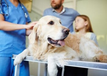 Dutch economy is becoming less competitive, watchdog warns