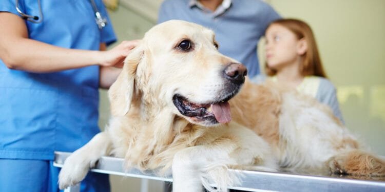 Dutch economy is becoming less competitive, watchdog warns