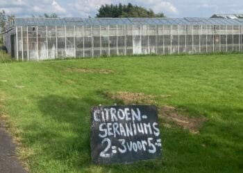 Many cut flower growers are flouting pesticide regulations