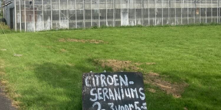 Many cut flower growers are flouting pesticide regulations