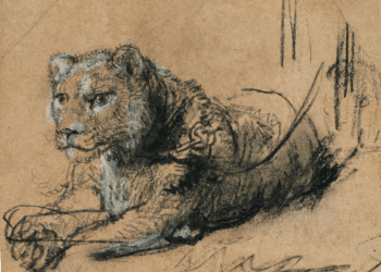 Rembrandt lion drawing fetches nearly €13 million for big cats
