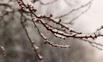 Blijft het dit weekend zo koud en glad? Dit staat ons te wachten