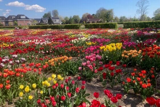 Greener greenery? Amsterdam decides to ditch pesticides