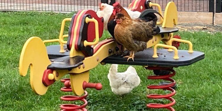 Dutch government is doing its job on PFAS control, court rules