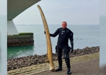 Museum’s whale jawbone, dumped at sea, is back on show again