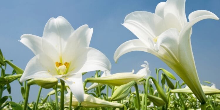 Dutch council goes it alone with restrictions on lily growing