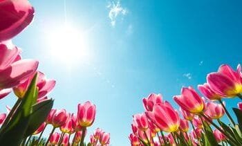 Het koude weer maakt deze week plaats voor lenteweer