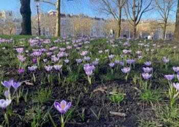 Spring arrives with record-breaking weather across NL