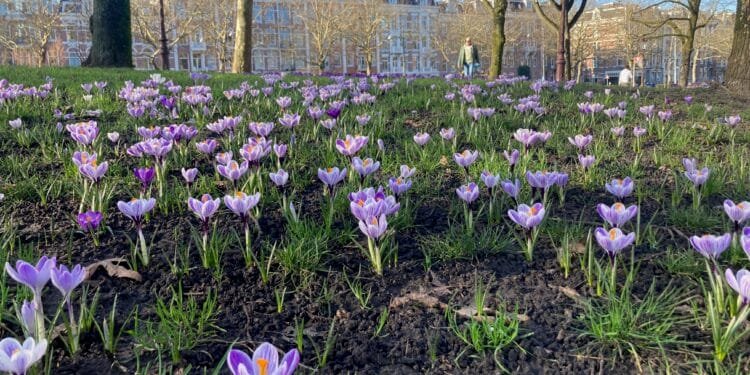 Spring arrives with record-breaking weather across NL