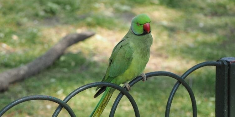 Pesky parakeets are delaying work on Binnenhof even more