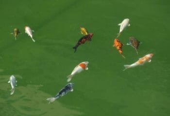 Podcast: The Liberate The Utrecht Fish Edition