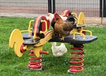 Worms are the main source of PFAS in free-range eggs: RIVM