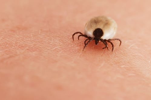 Check your bits: uptick in tick bites as season starts