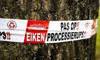 eerste rupsen gezien in Hengelo