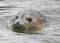 Scientists to probe falling common seal numbers in Wadden Sea