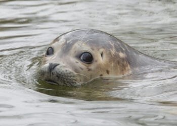 Scientists to probe falling common seal numbers in Wadden Sea
