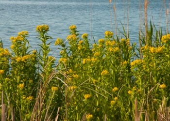 Groningen tries to tackle common ragwort – by electrocuting it