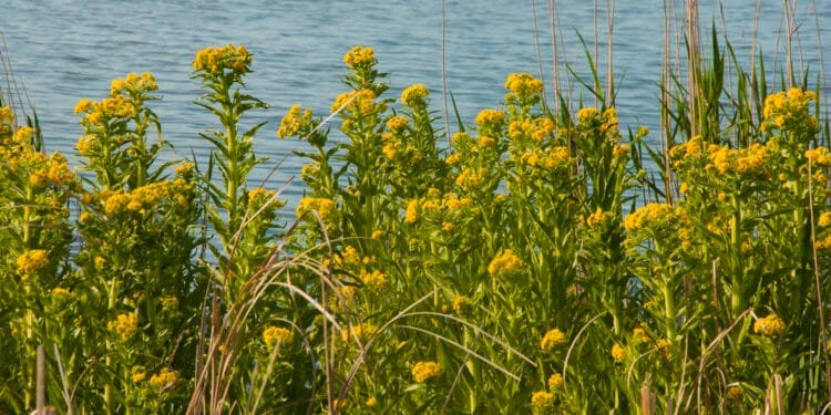 Groningen tries to tackle common ragwort – by electrocuting it