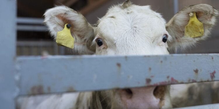 Dutch farms breaking pledge to stop Irish calf imports: NOS