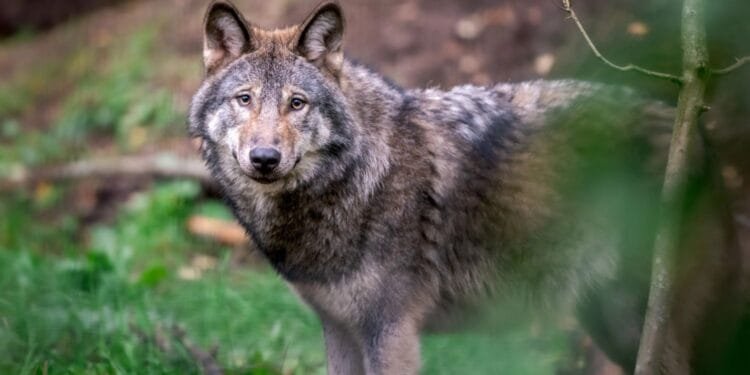 Cabinet eases rules allowing councils to shoot “problem” wolves