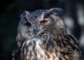 Hooting around in Maastricht: eagle owl caught with two mates