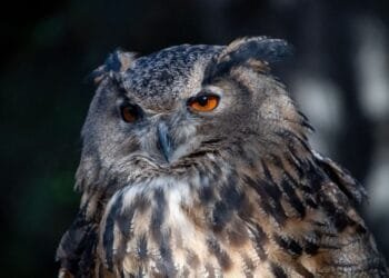 Hooting around in Maastricht: eagle owl caught with two mates
