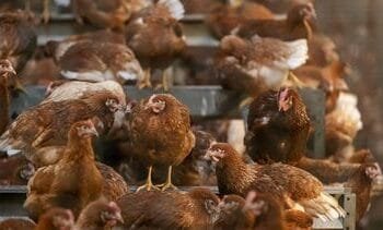 Ophokplicht pluimvee opgeheven, behalve in Gelderse Vallei