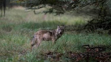 Minder meldingen wolvenaanvallen op vee in eerste drie maanden