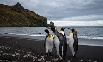 Keizerspinguïn door klimaatverandering nu bedreigde diersoort