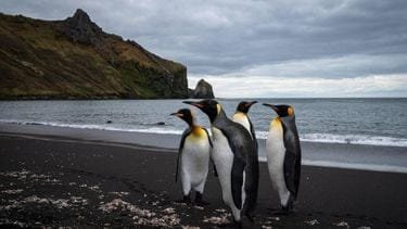 Keizerspinguïn door klimaatverandering nu bedreigde diersoort