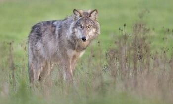 Deze maatregelen neemt het kabinet tegen probleemwolven