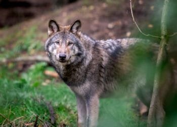 Suspected wolf attacks fall as sheep are off the menu