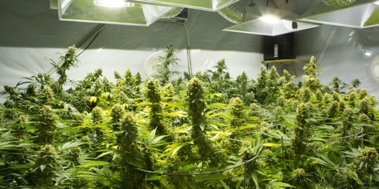 One year of “legal” Dutch cannabis, with no signs of crime