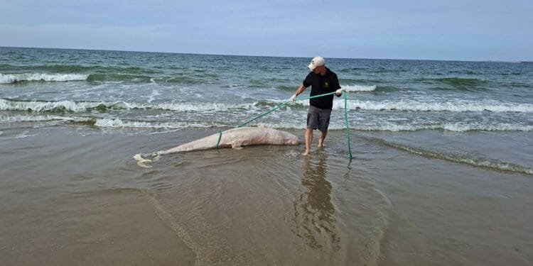 Rare Risso’s dolphin washes up in Zeeland, first since 1970