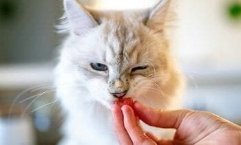 Scherpere Europese regels voor veiligheid van honden en katten, doorfokken wordt verboden