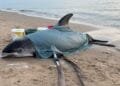 Rare white-beaked dolphin found alive on Egmond beach
