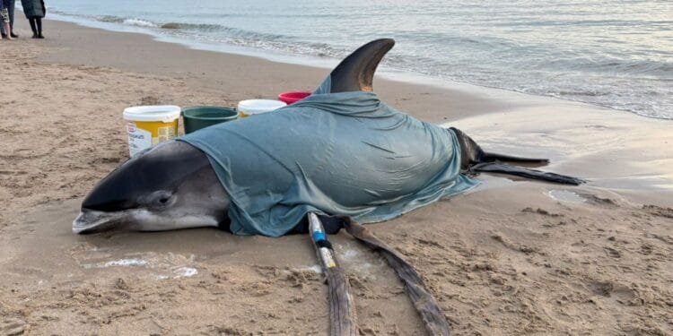 Rare white-beaked dolphin found alive on Egmond beach
