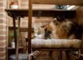 Camilla (41) in Burenruzies: ‘De buren laten hun kattenbak op het balkon staan en wij zitten in de stank’