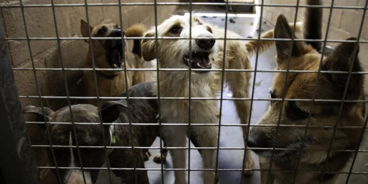 Vet alarm calls over neglected pets in NL triple in three years