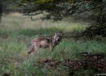 Als laatste provincie is ook in Zuid-Holland een wolf gezien