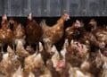 Vogelgriep vastgesteld bij pluimveebedrijf in Biddinghuizen