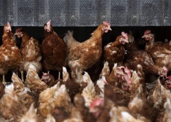 Vogelgriep vastgesteld bij pluimveebedrijf in Biddinghuizen